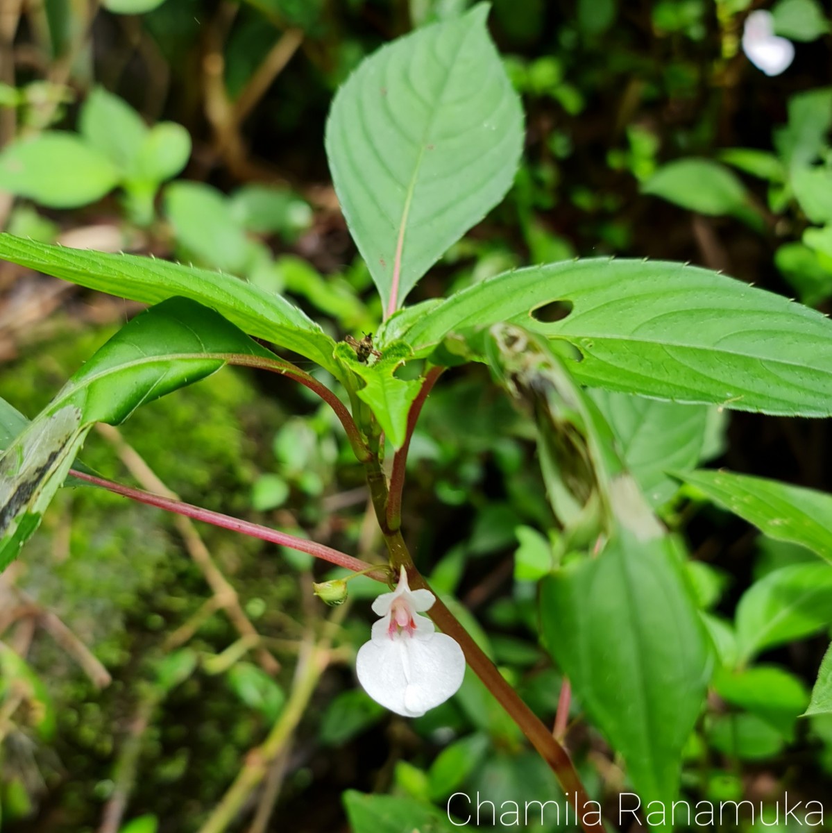 Impatiens truncata Thwaites